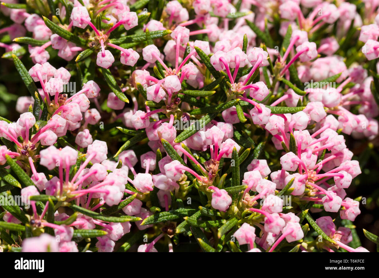 Andromeda polifolia Nikko shrub plant flowering in springtime, England, United Kingdom Stock Photo