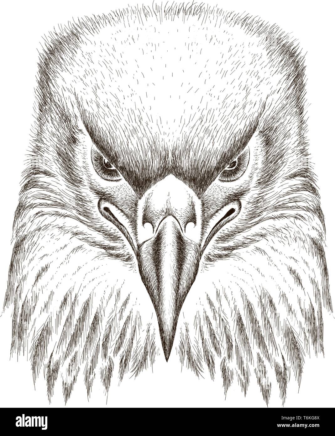 How to draw an eagle head with a pencil stepbystep drawing tutorial