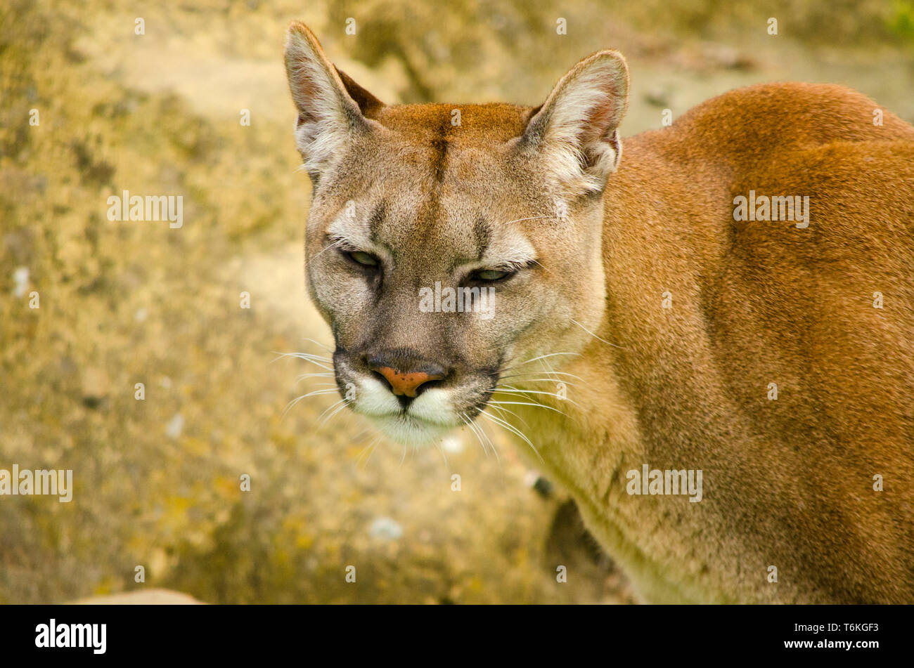 Big puma hi-res stock photography and images - Alamy