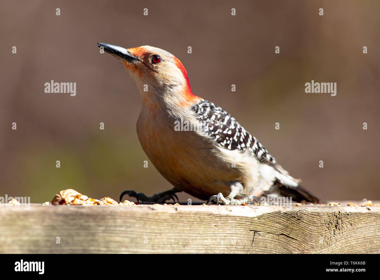 Fauna Avian Colourful Colorful Bird Birds Red Bellied Woodpecker Stock Photo