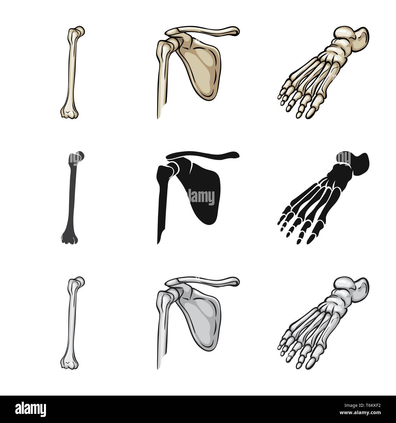 femur,foot,broken,pelvis,ankle,fibula,hip,healthy,shin,pelvic,podiatry ...