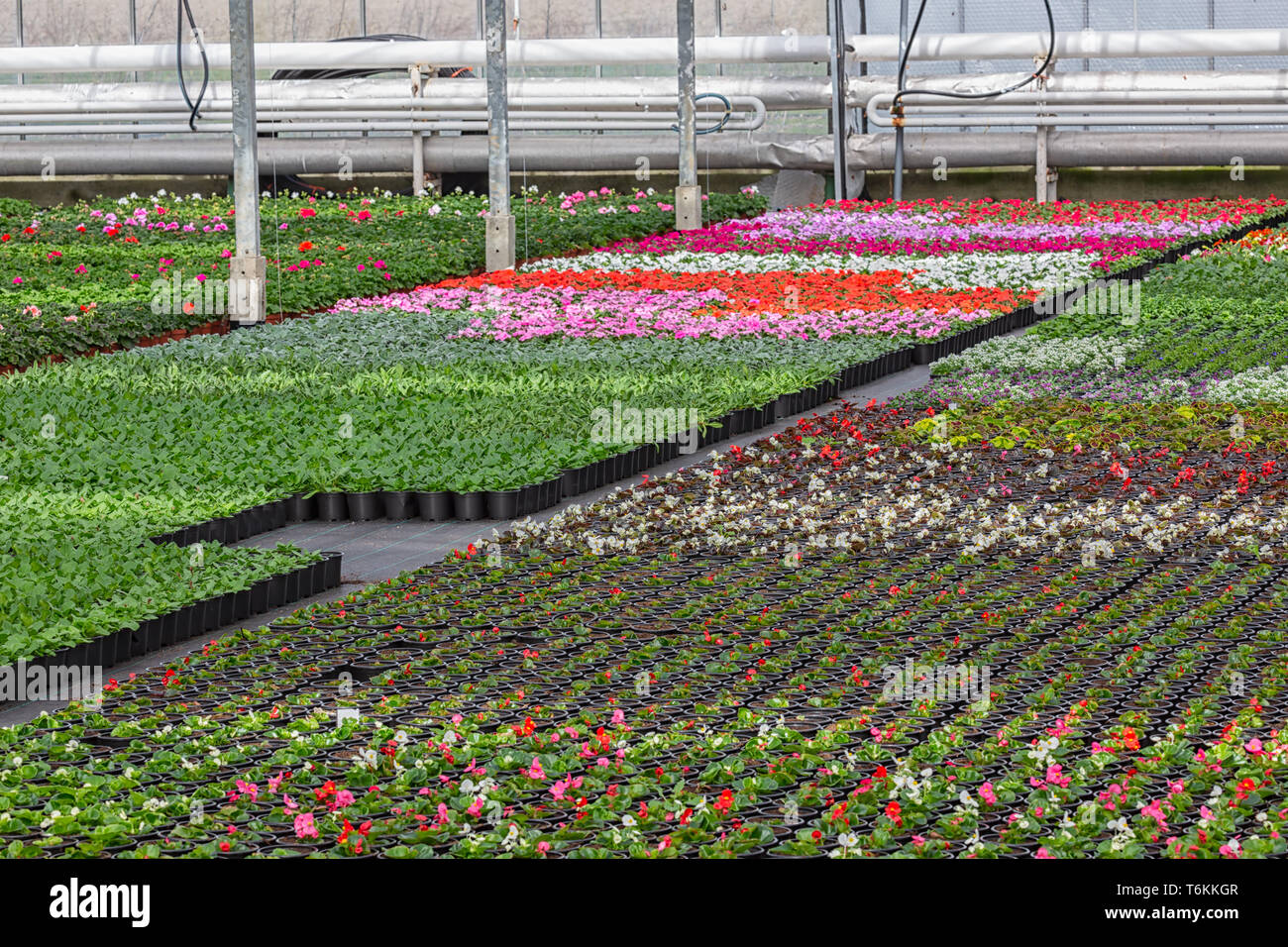 Dutch glasshouse with cultivation of colorful begonia and violet flowers Stock Photo