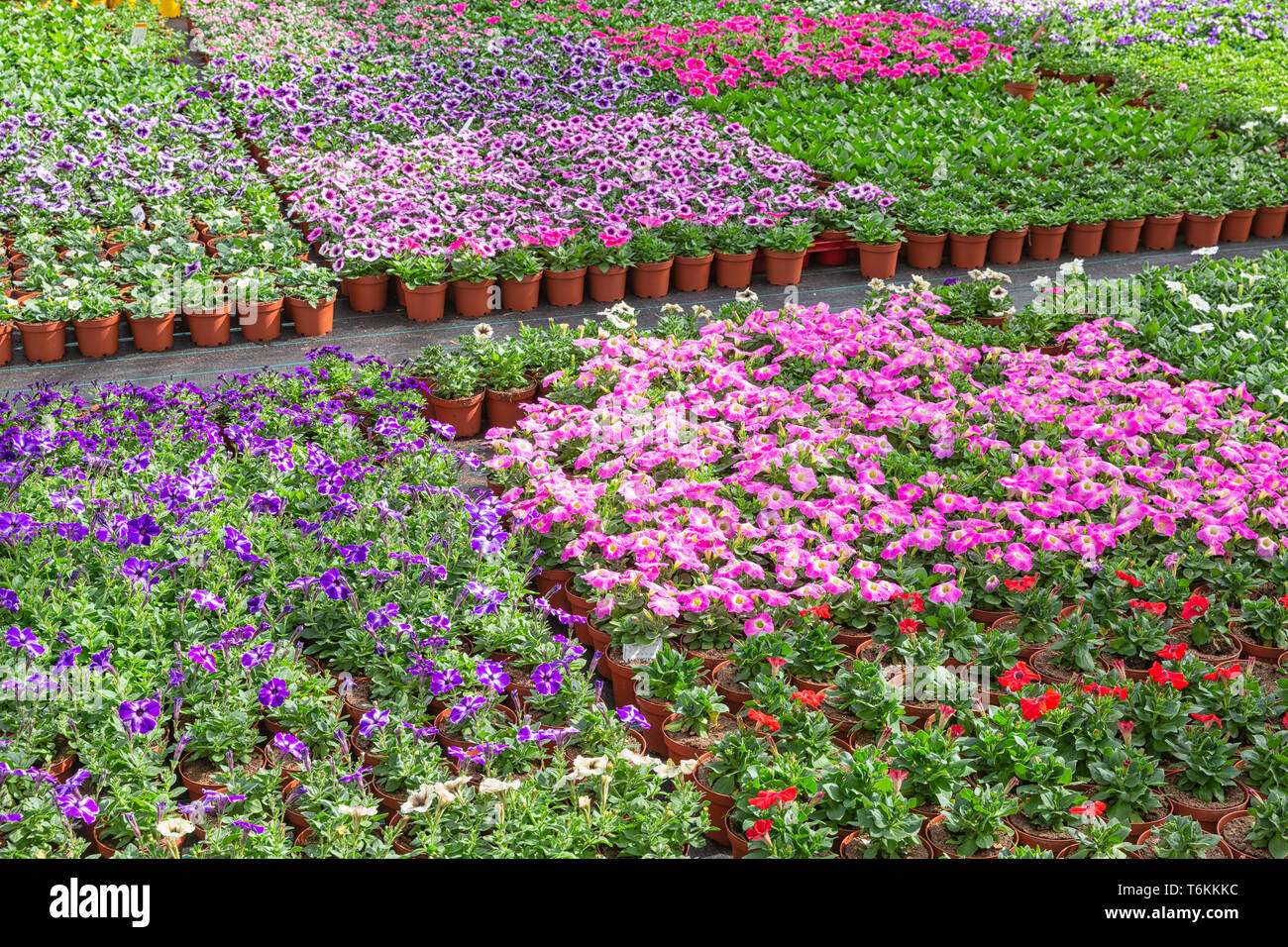 Dutch glasshouse with cultivation of colorful begonia and violet flowers Stock Photo