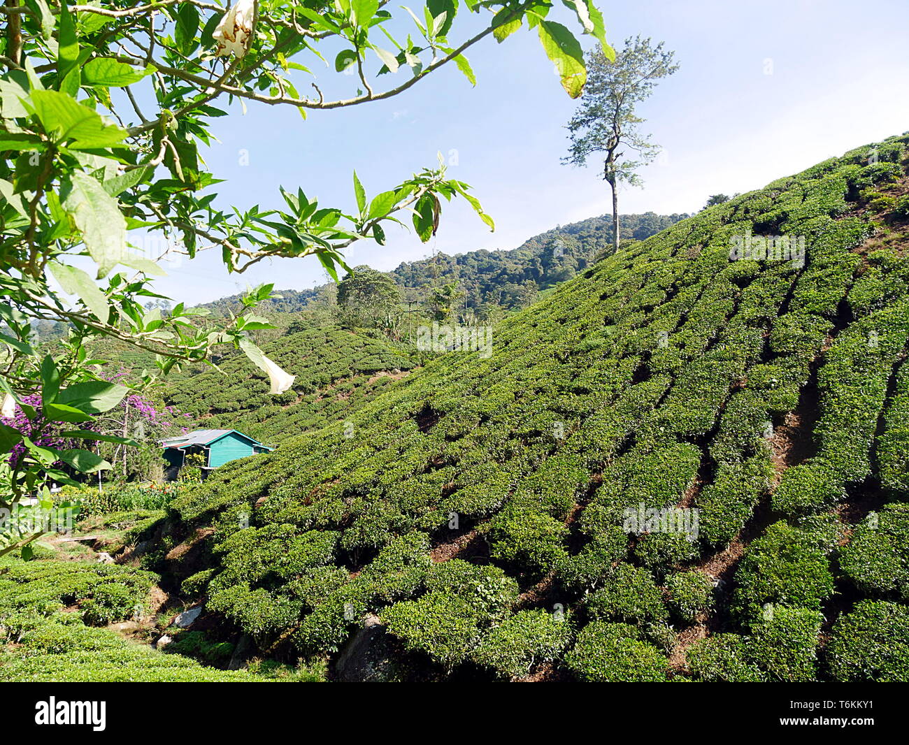A drive through the tea plantations in the Cameron Highlands of