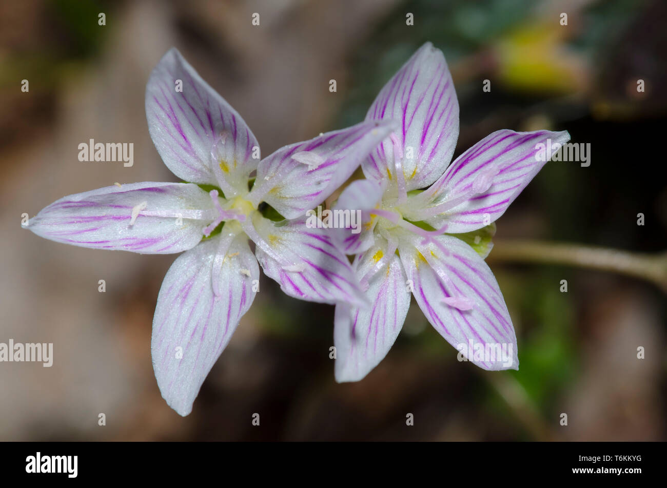 Spring Beauty, Claytonia virginica Stock Photo