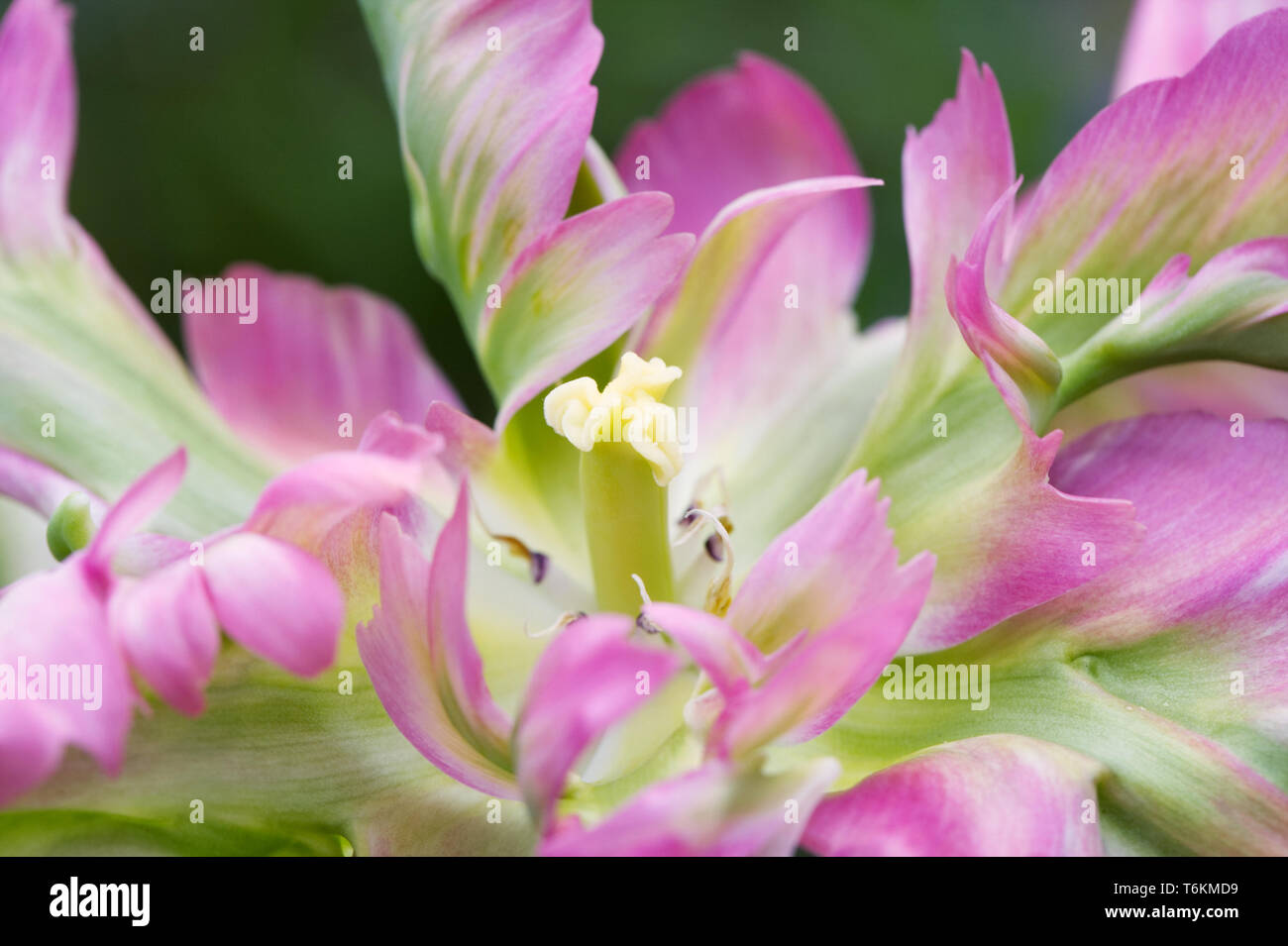 Tulipa 'Green Wave' flower. Stock Photo