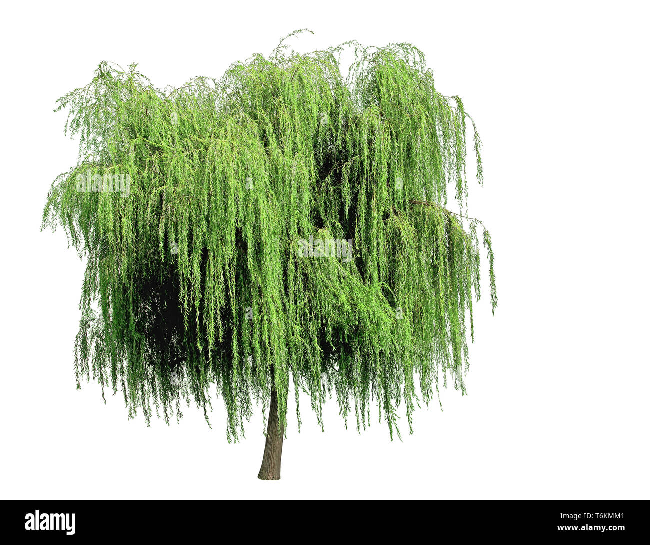 Weeping Willow by Ruth White