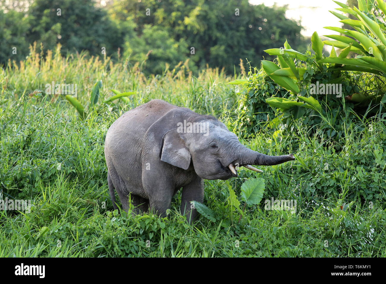 Borneo pygmy elephant (Elephas maximus borneensis) - Borneo Malaysia Asia Stock Photo