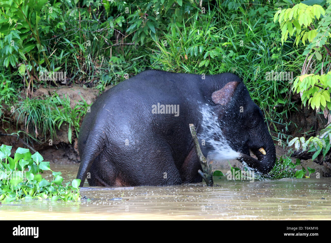 Borneo pygmy elephant (Elephas maximus borneensis) - Borneo Malaysia Asia Stock Photo