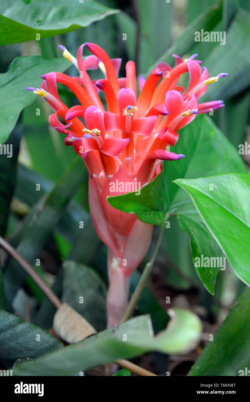 pink and violet bromeliad flower Stock Photo