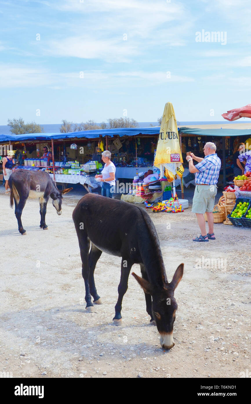 Dipkarpaz, Karpas Peninsula, Northern Cyprus - Oct 3rd 2018: Wild donkeys standing on the street by outdoor market. The older tourist is taking pictures of them with the phone. Stock Photo