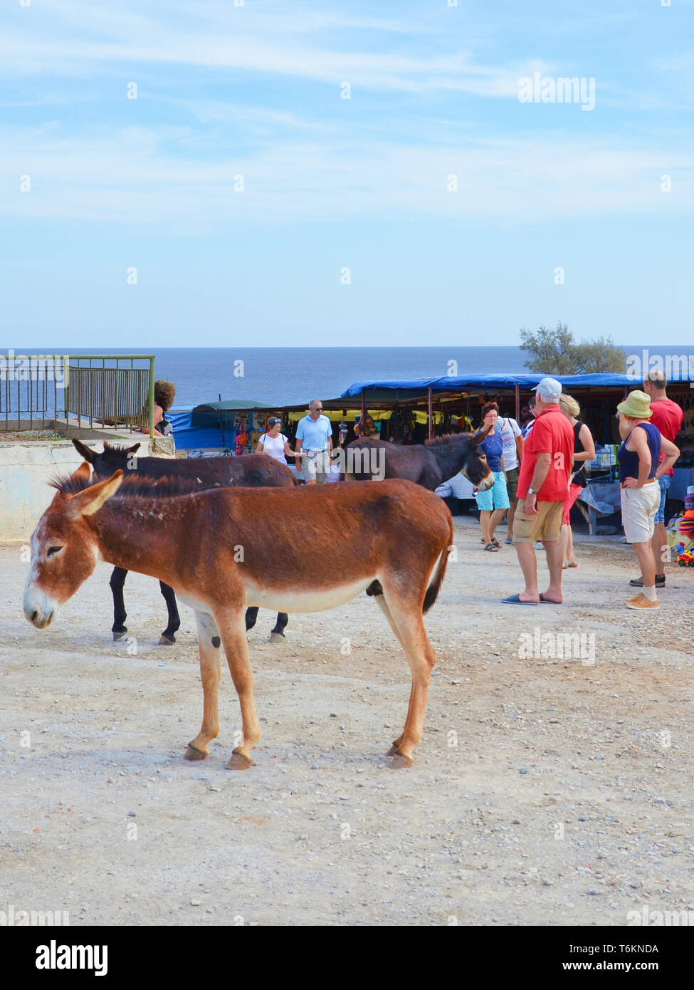 Dipkarpaz, Turkish Northern Cyprus - Oct 3rd 2018: Wild donkeys standing by the traditional outdoor market. Several tourists are passing by. The animals are local tourist attraction. Stock Photo