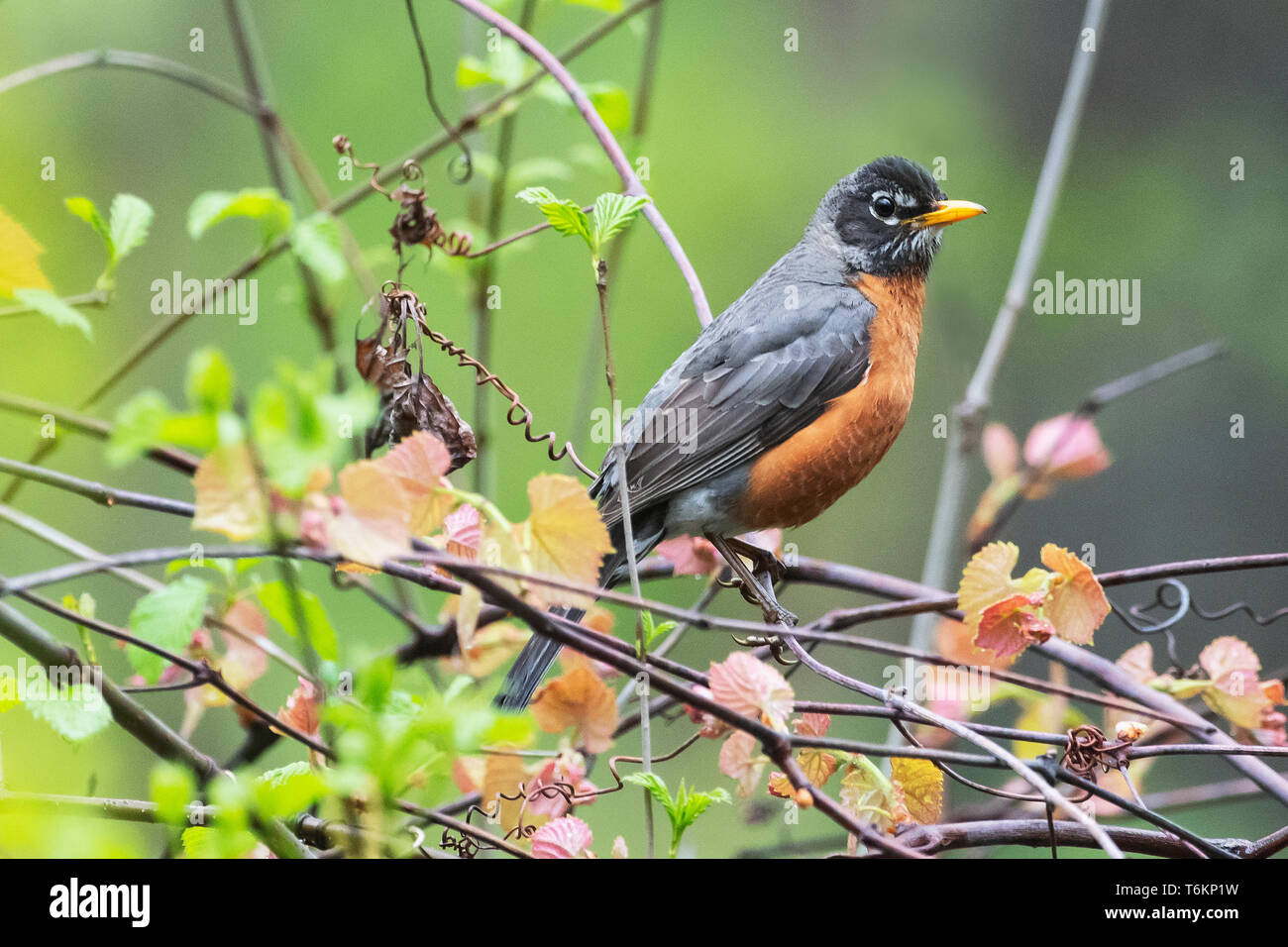 Robin bird spring hi-res stock photography and images - Alamy