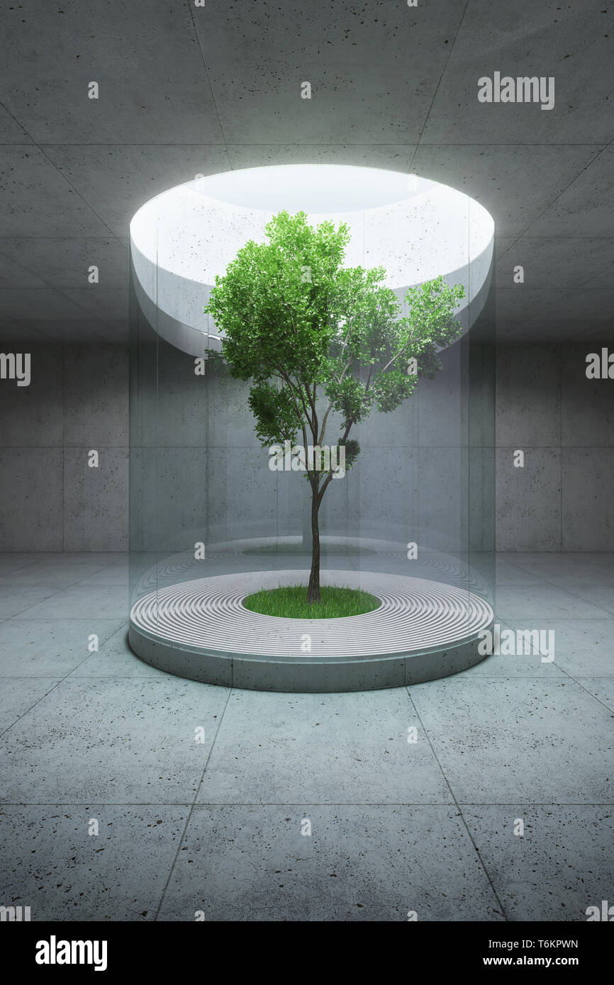 concrete space interior with tree inside, 3d rendering Stock Photo - Alamy