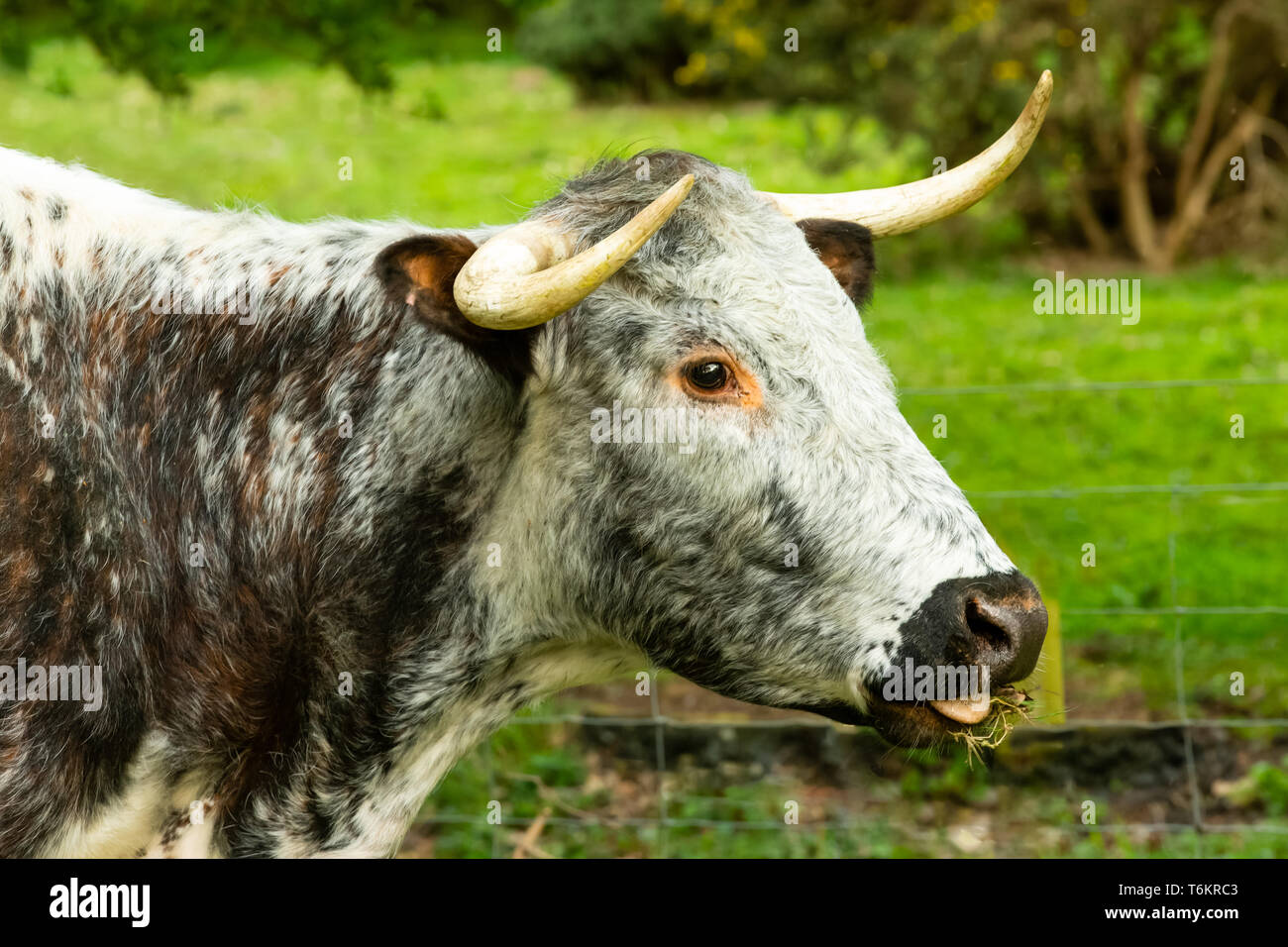 English longhorn cattle grazing hi-res stock photography and images - Alamy