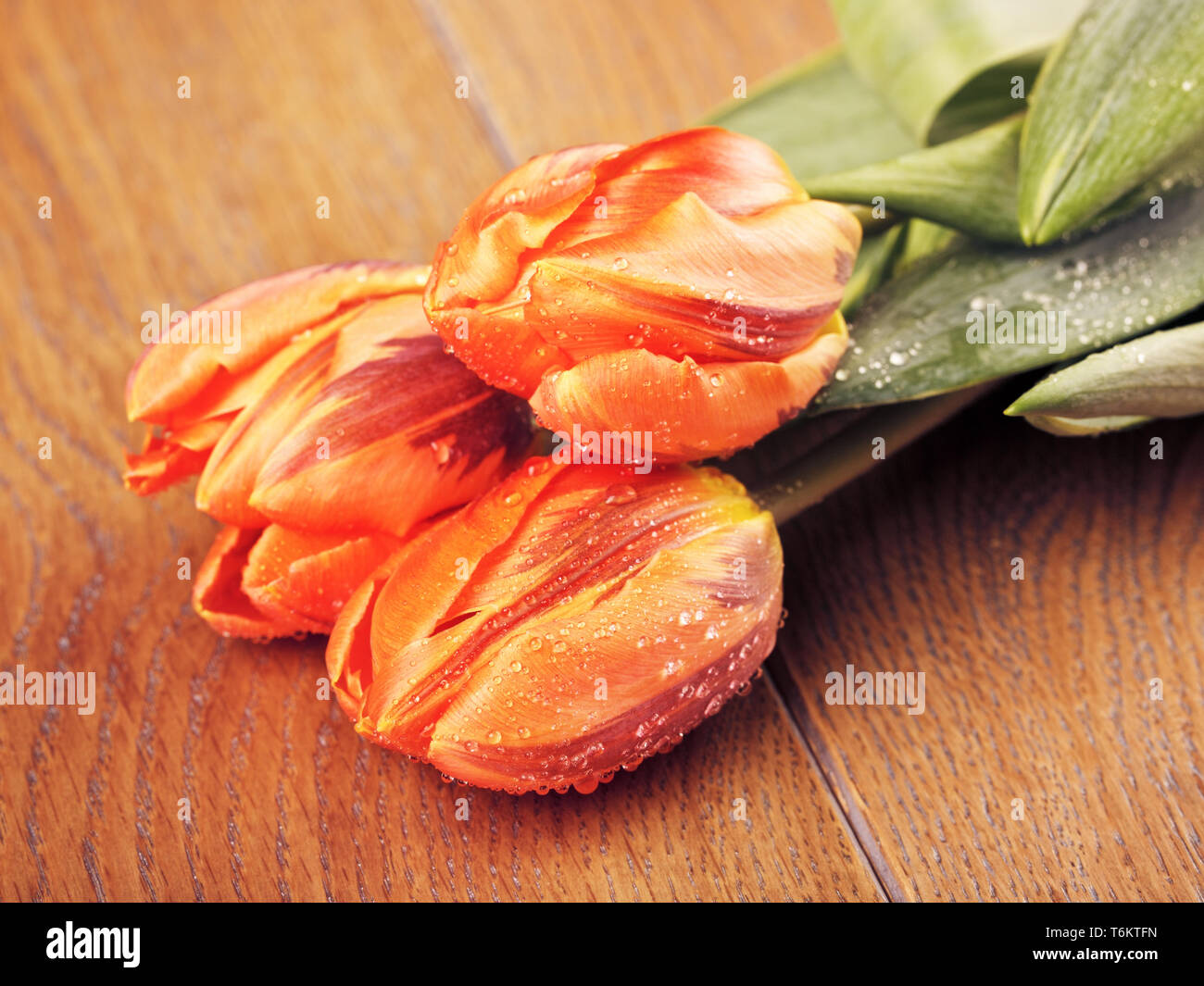 Orange Tulip Flowers Stock Photo