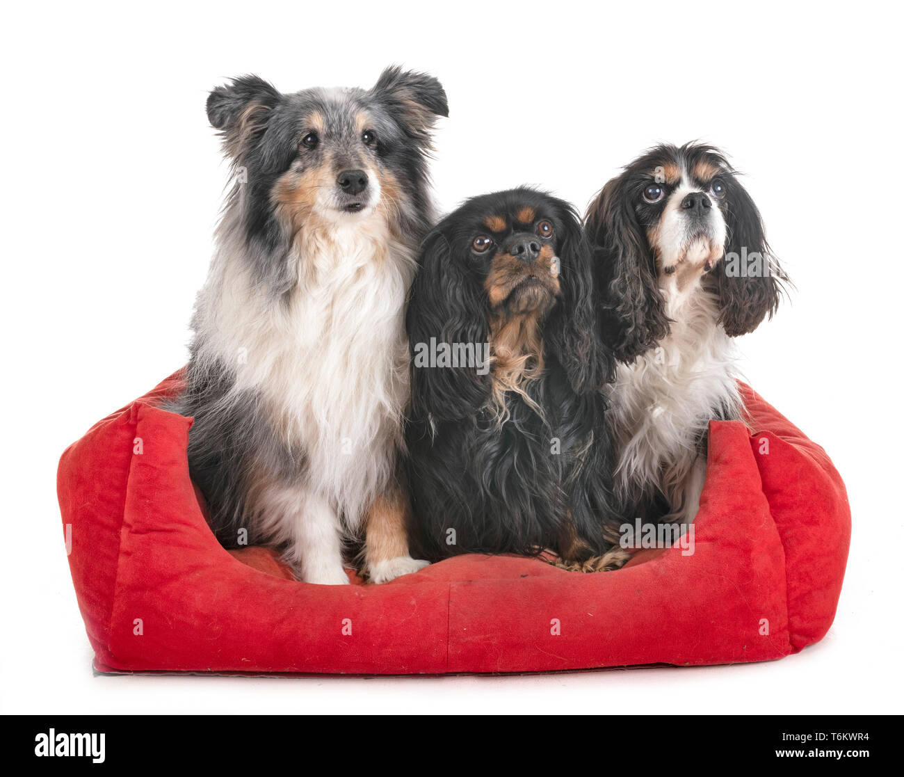 little dogs in front of white background Stock Photo - Alamy