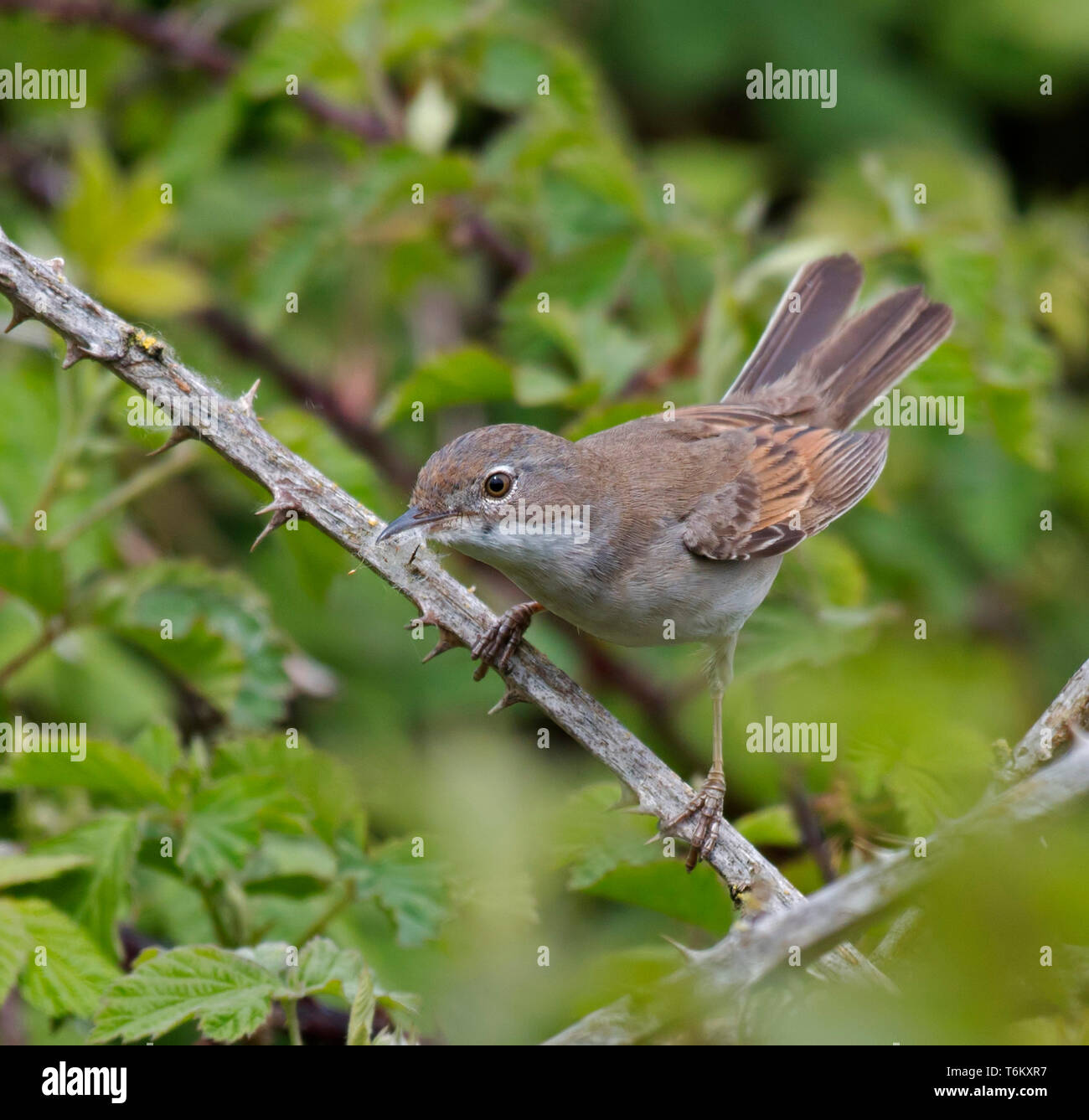 White, Throat, At, Lunt, Meadows, Liverpool Stock Photo