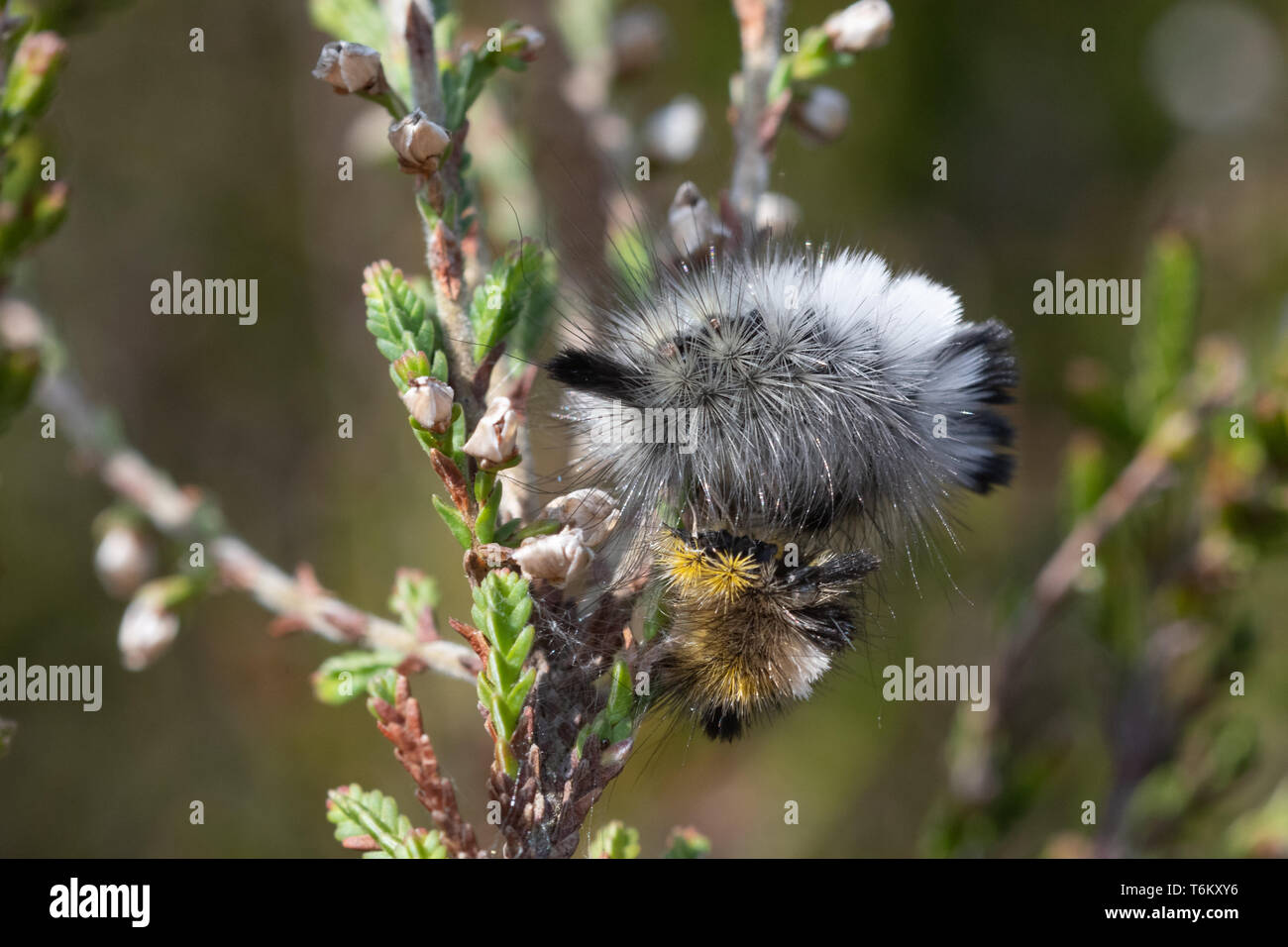 Pale tussock moth (Calliteara pudibunda) larva or caterpillar just after moulting (molting) next to its old molt, moult, skin, on heather plant, UK Stock Photo
