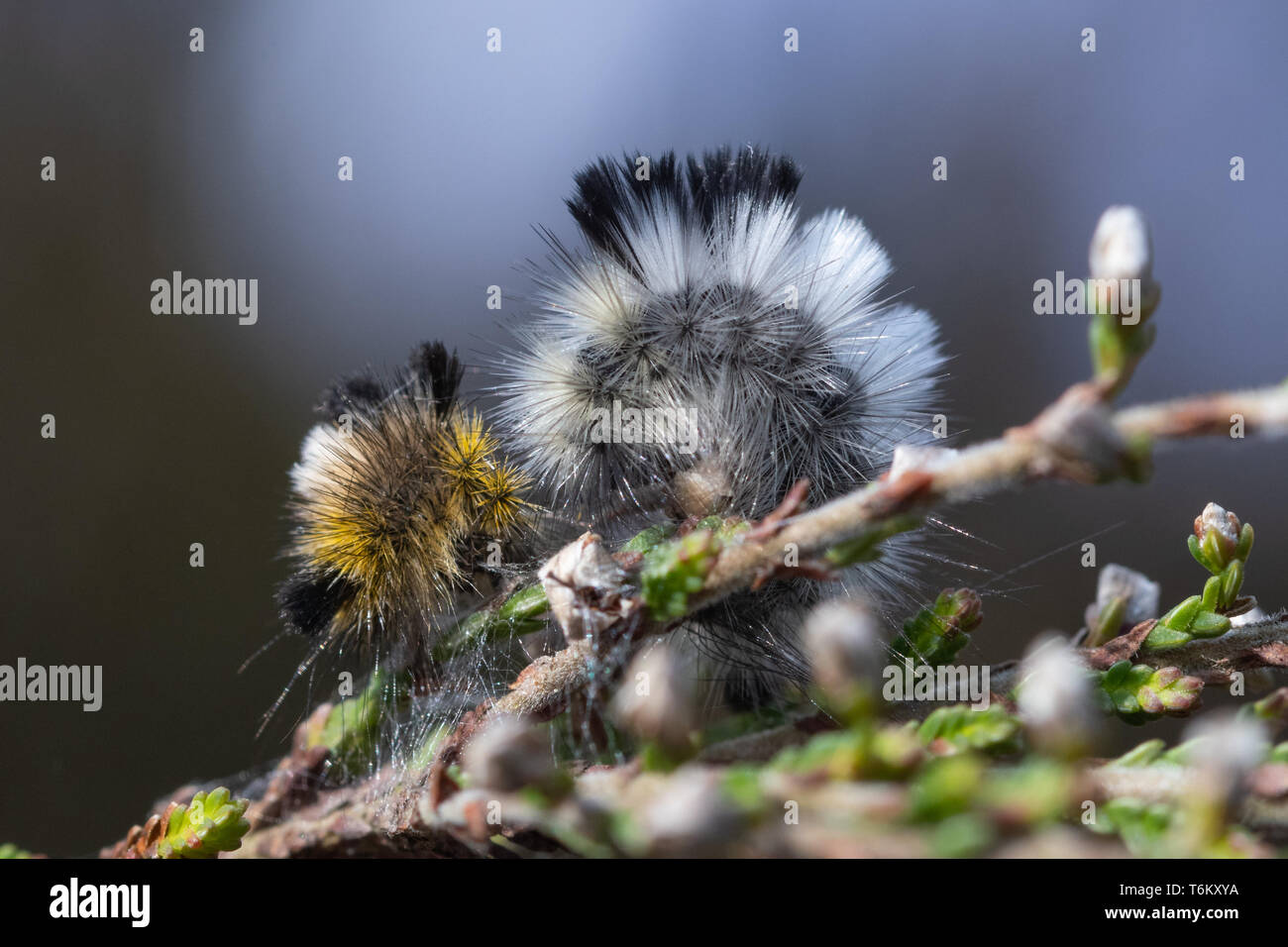 Pale tussock moth (Calliteara pudibunda) larva or caterpillar just after moulting (molting) next to its old molt, moult, skin, on heather plant, UK Stock Photo
