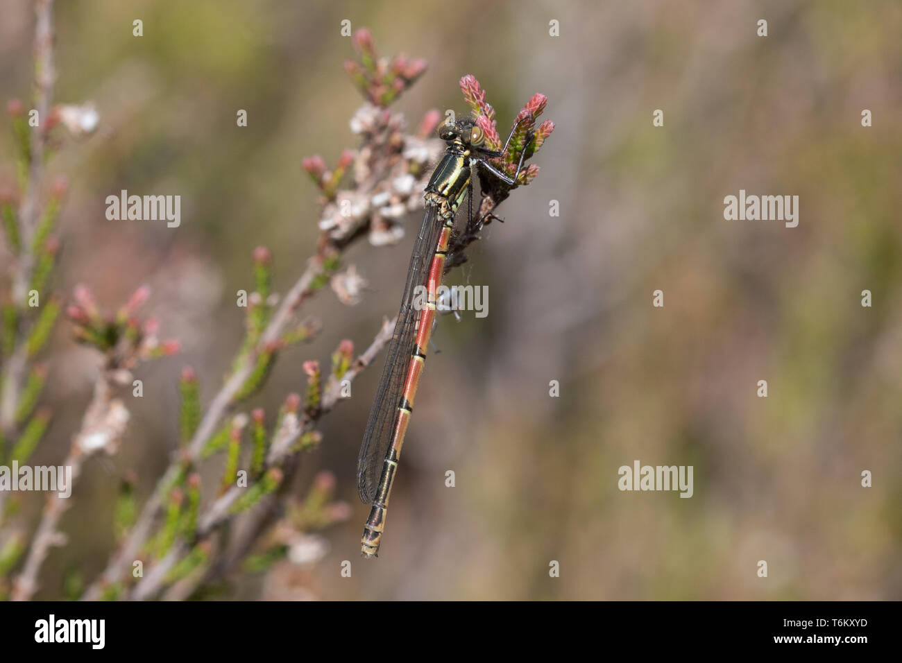 Immature large red damselfly (Pyrrhosoma nymphula) resting in heather, Surrey, UK, during April Stock Photo