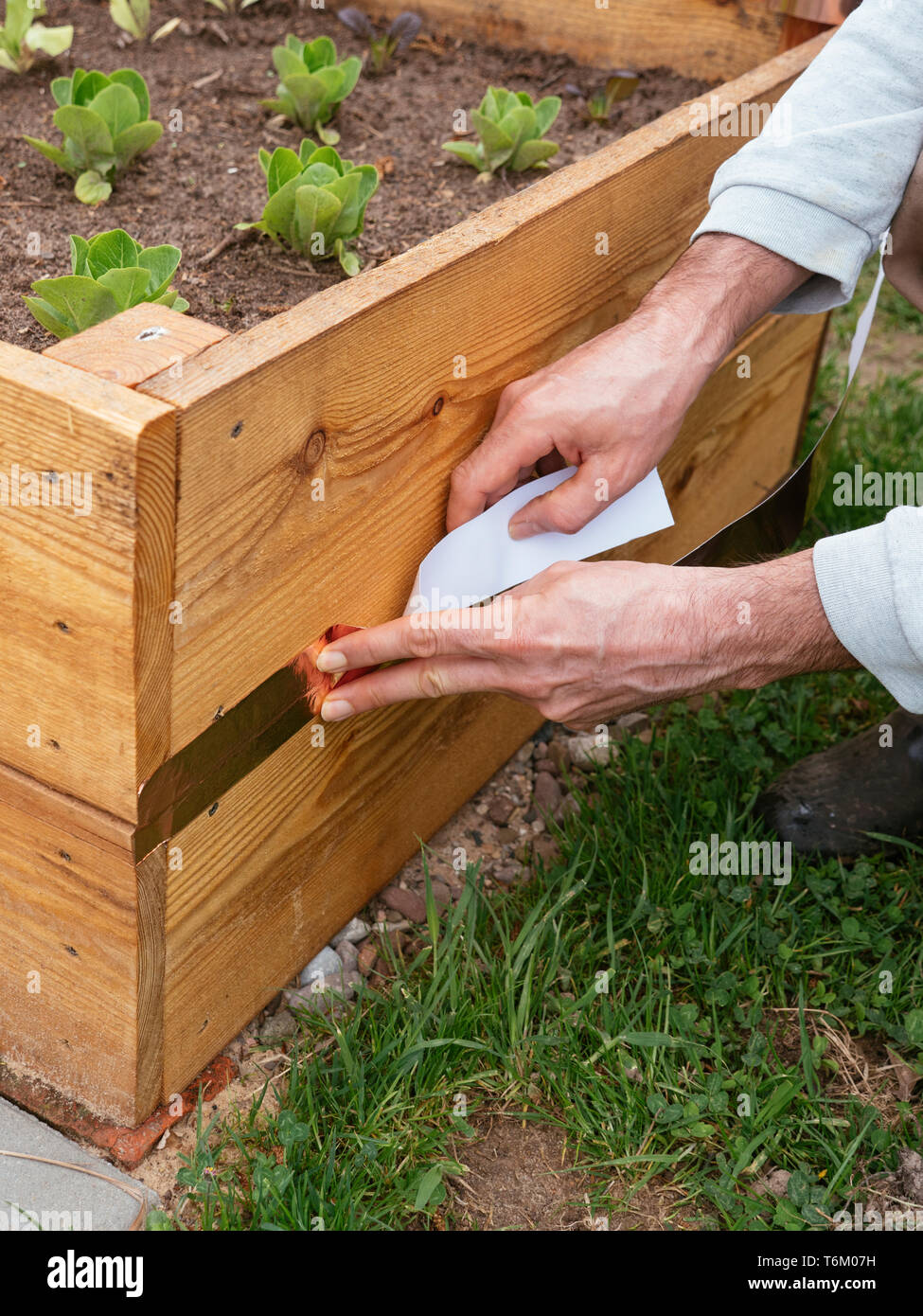 Man attaching copper tape on the frame of a raised bed to keep slugs out. Stock Photo