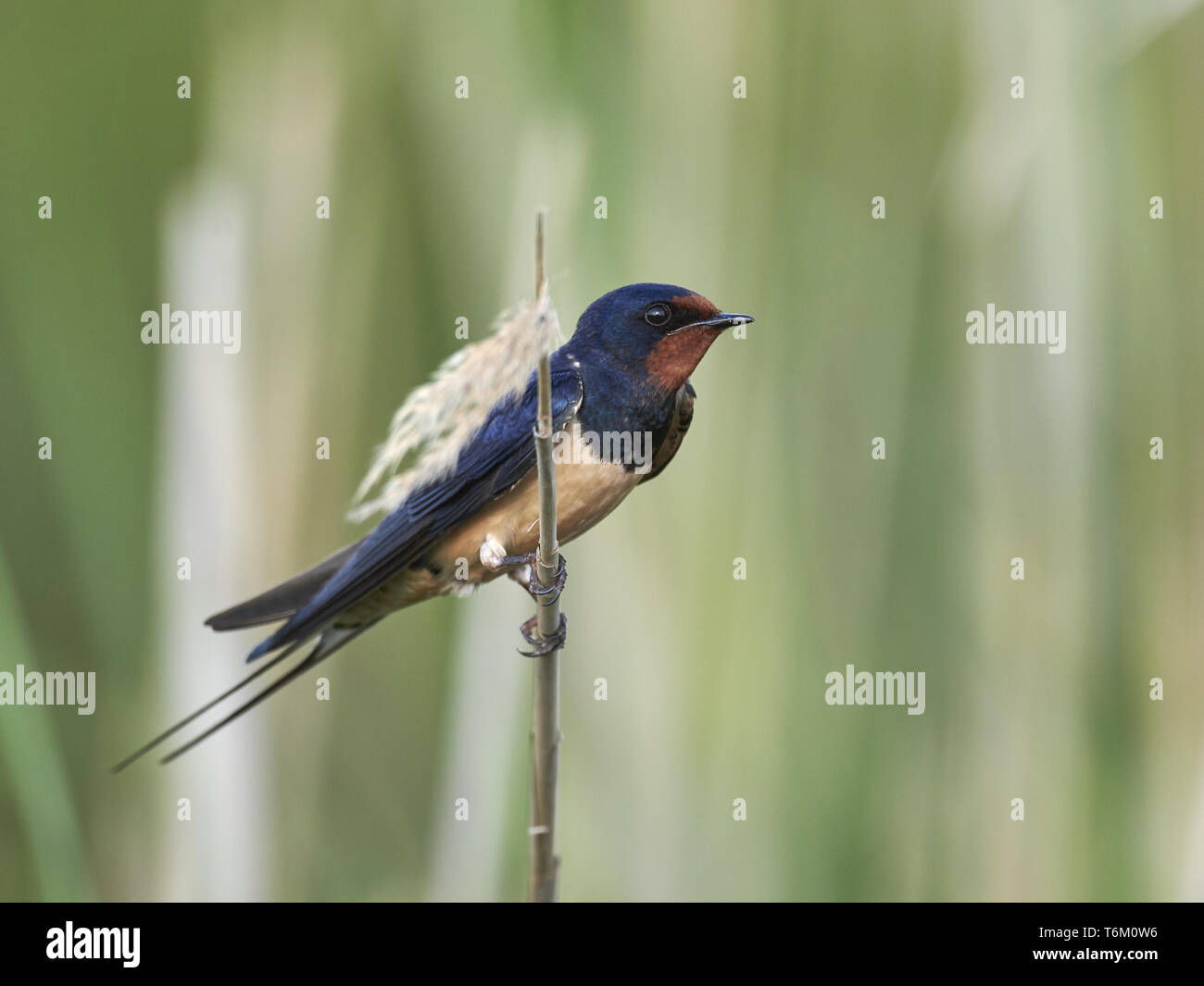 Eurasian Barn Swallow Hirundo Rustica Stock Photo 245072834 Alamy