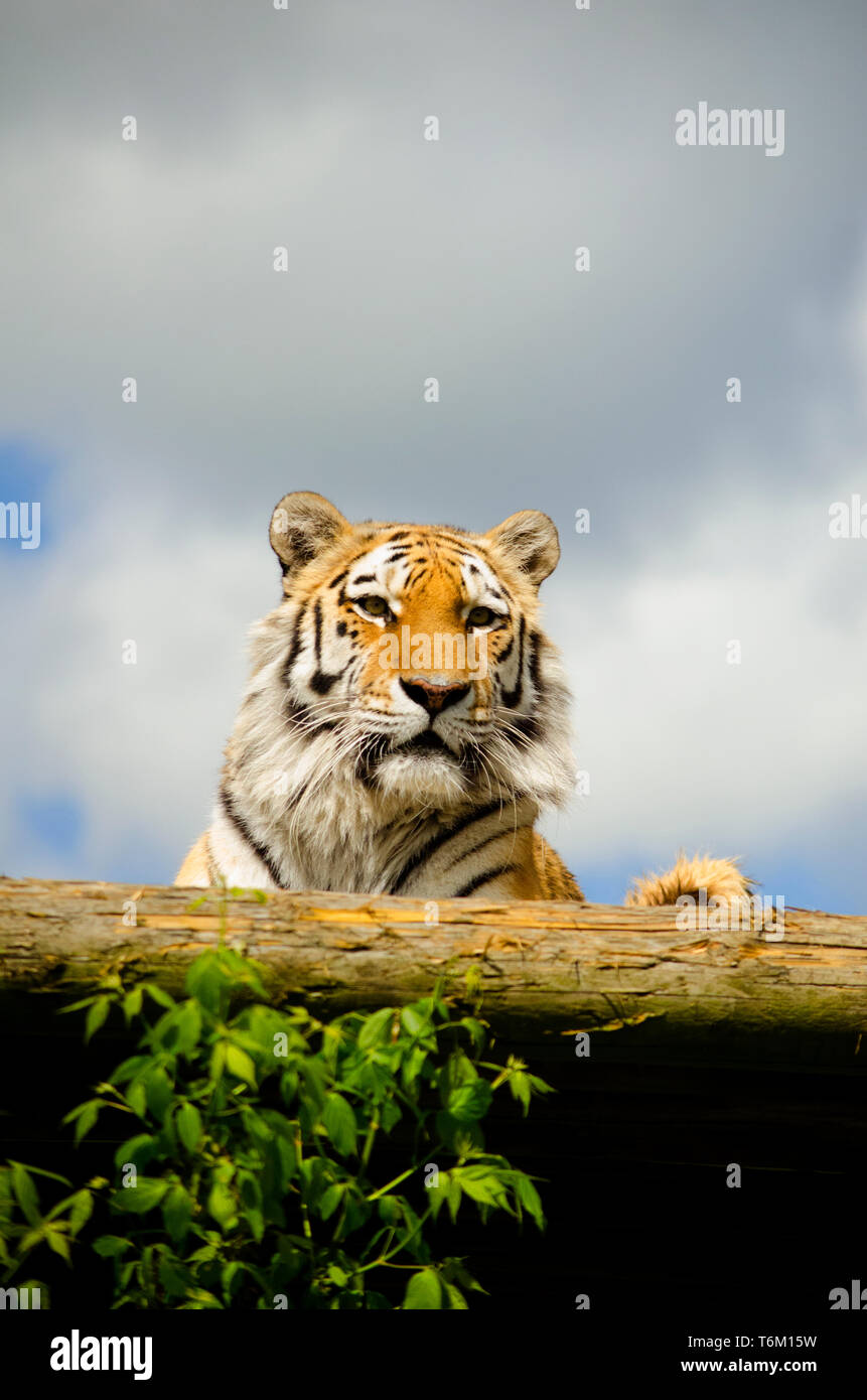 Amur Tiger Stock Photo