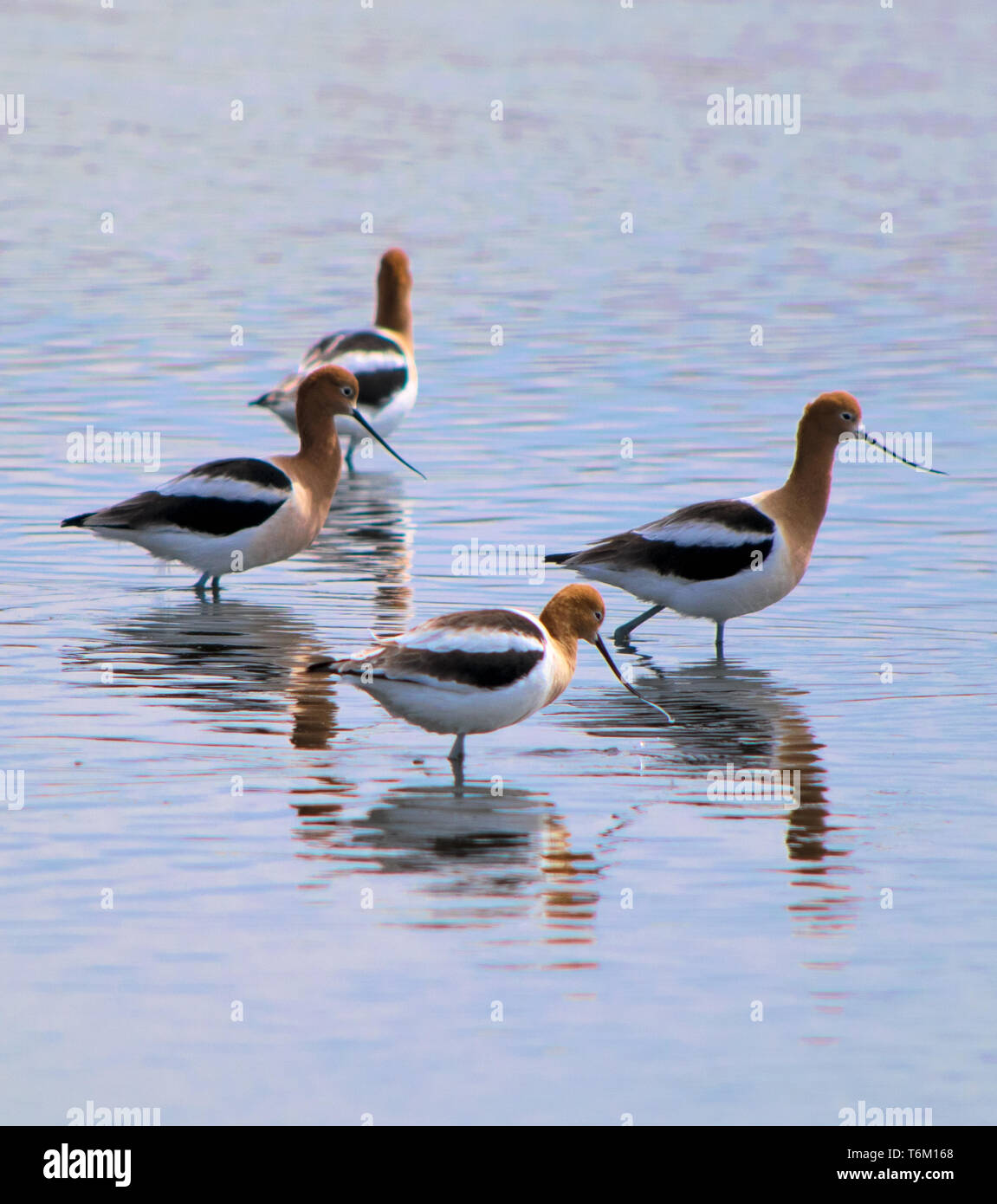 American Avocets in the wild Stock Photo