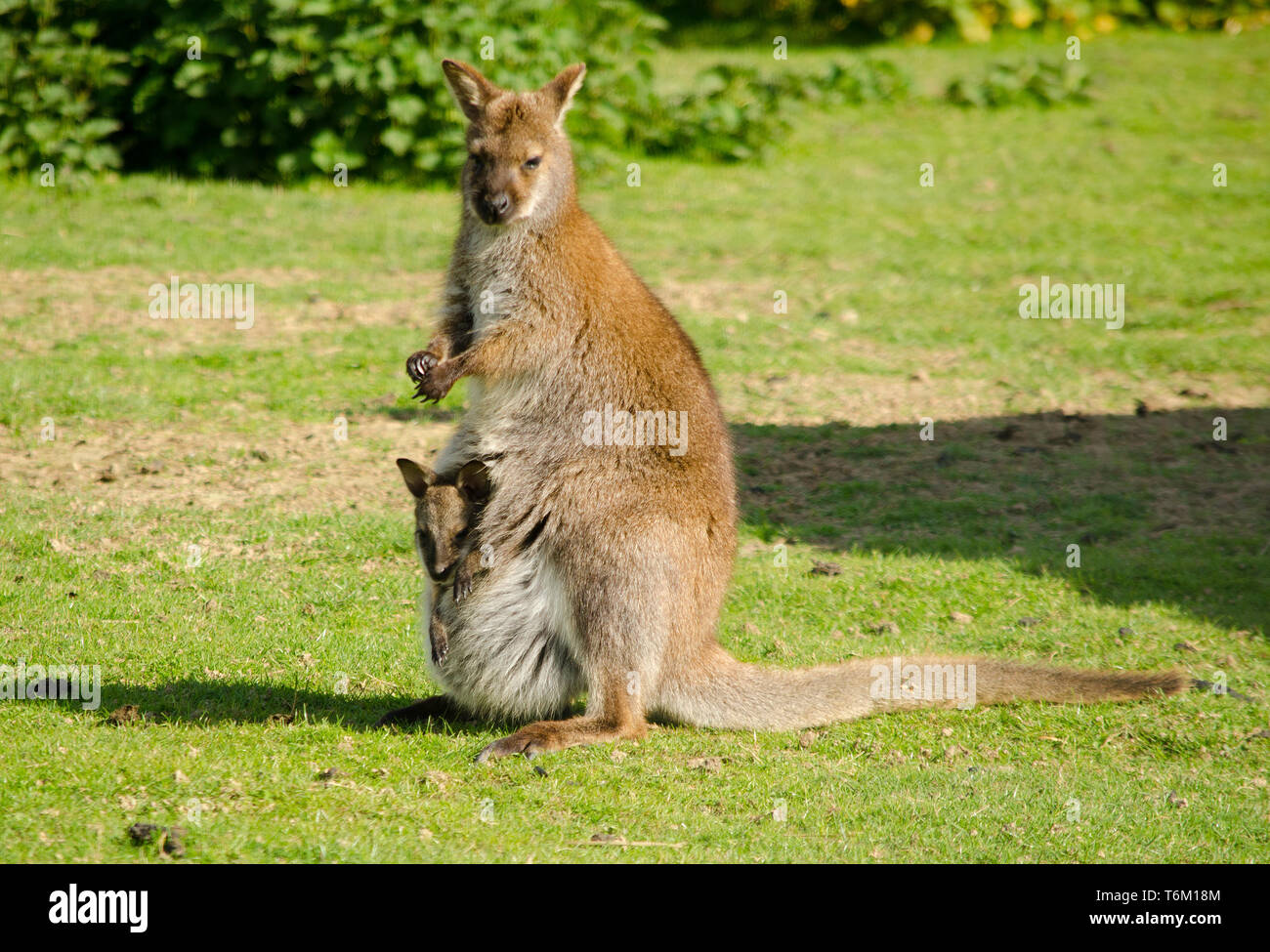 Red Necked Wallaby Stock Photo