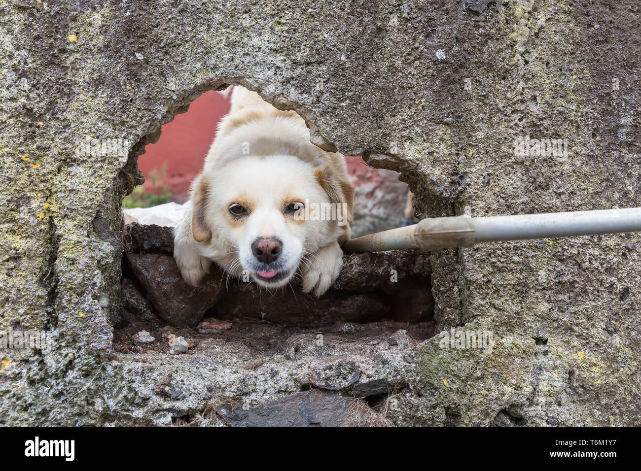 Curious dog watching through a hole in a wall Stock Photo