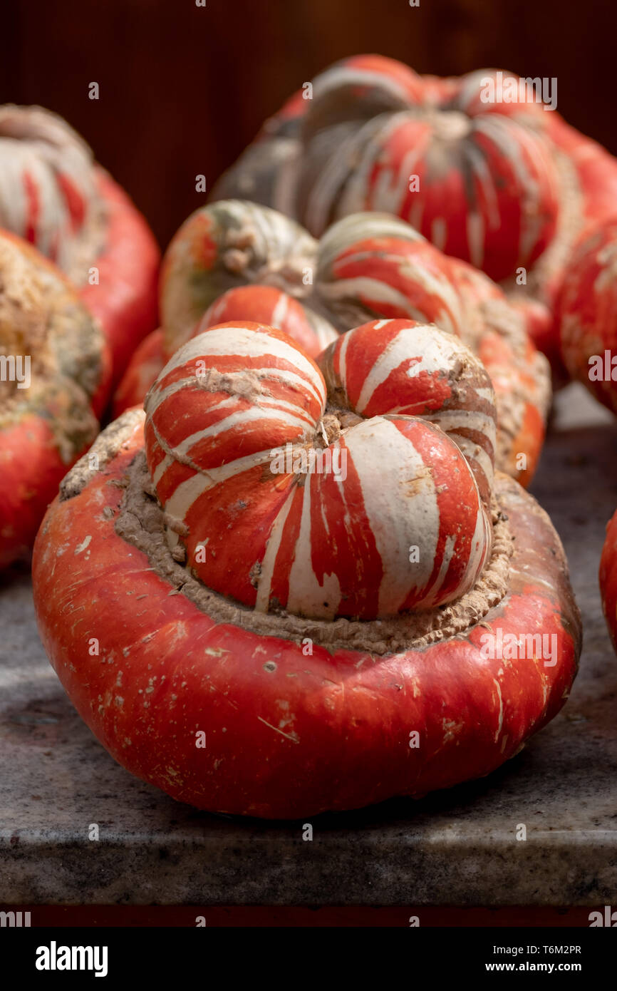Pumpkins / gourds / squash photographed in the greenhouse at Babylonstoren Wine Estate on the