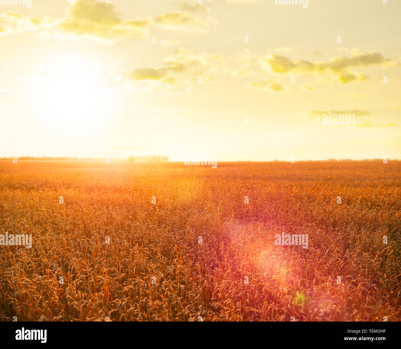 Wheat field sunset light summer hi-res stock photography and images - Alamy