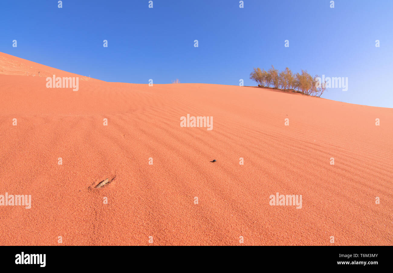 Grasshopper on the red sand at the desert of Wadi Rum, Jordan. Stock Photo