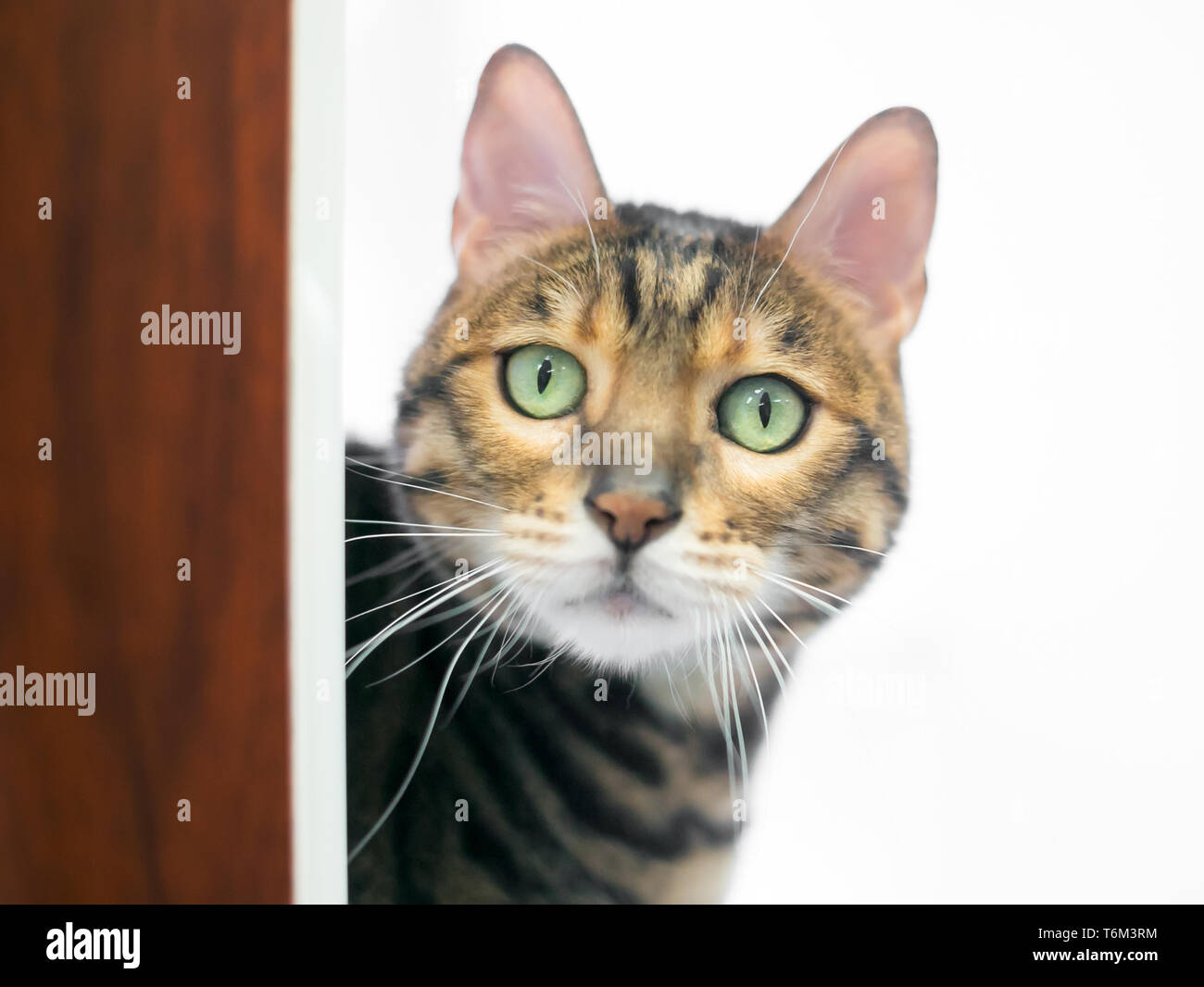 A Bengal breed cat with bright green eyes peeking around a doorway Stock Photo