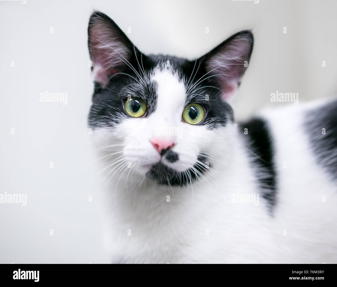 A black and white domestic shorthair cat with green eyes Stock Photo