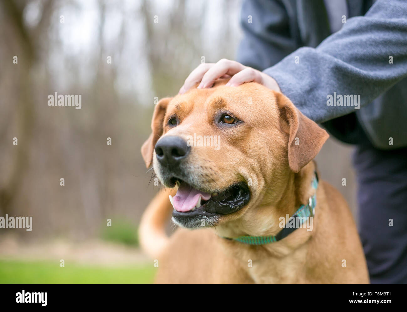 A person petting a happy Labrador Retriever mixed breed dog Stock Photo
