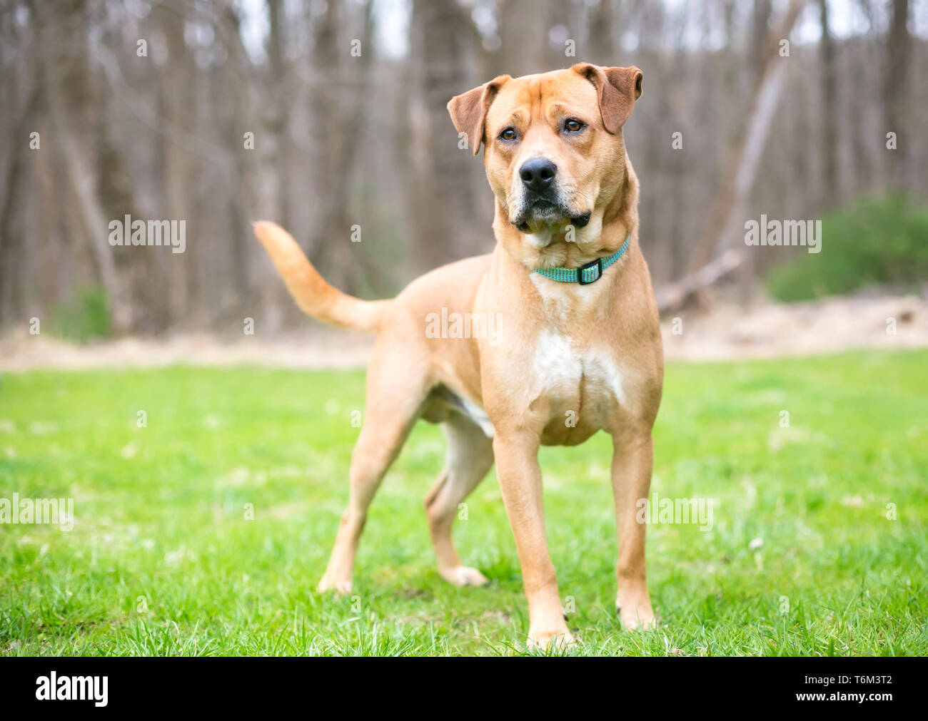 A Labrador Retriever mixed breed dog standing outdoors Stock Photo