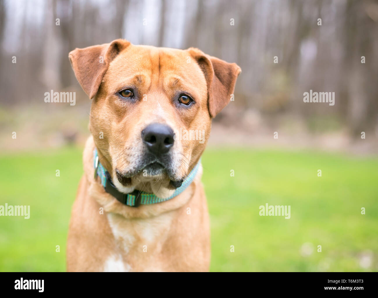A Labrador Retriever mixed breed dog outdoors Stock Photo