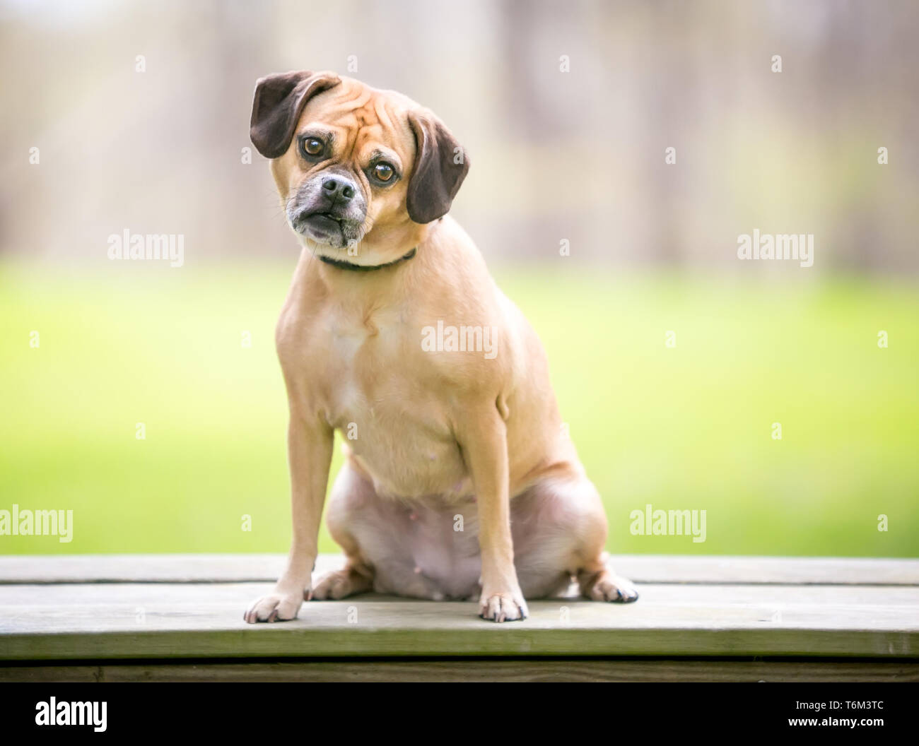 A Pug / Beagle ('Puggle'') mixed breed dog listening with a head tilt Stock Photo
