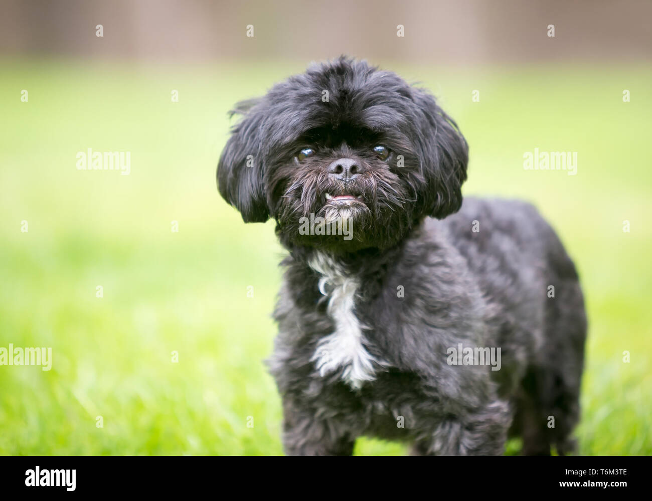 A black Shih Tzu mixed breed dog standing outdoors Stock Photo - Alamy