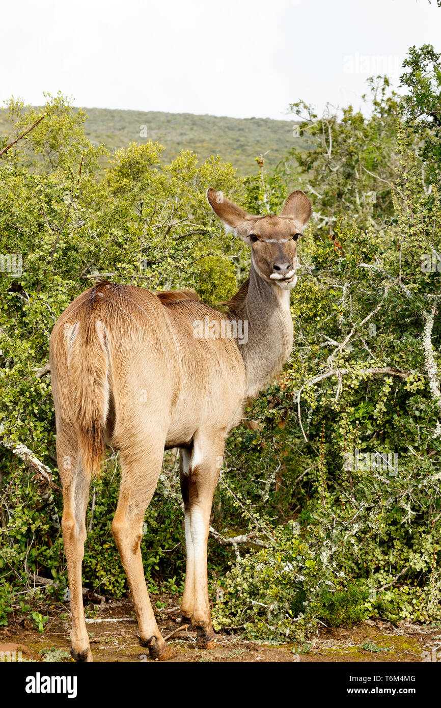 Kudu standing and looking at you Stock Photo