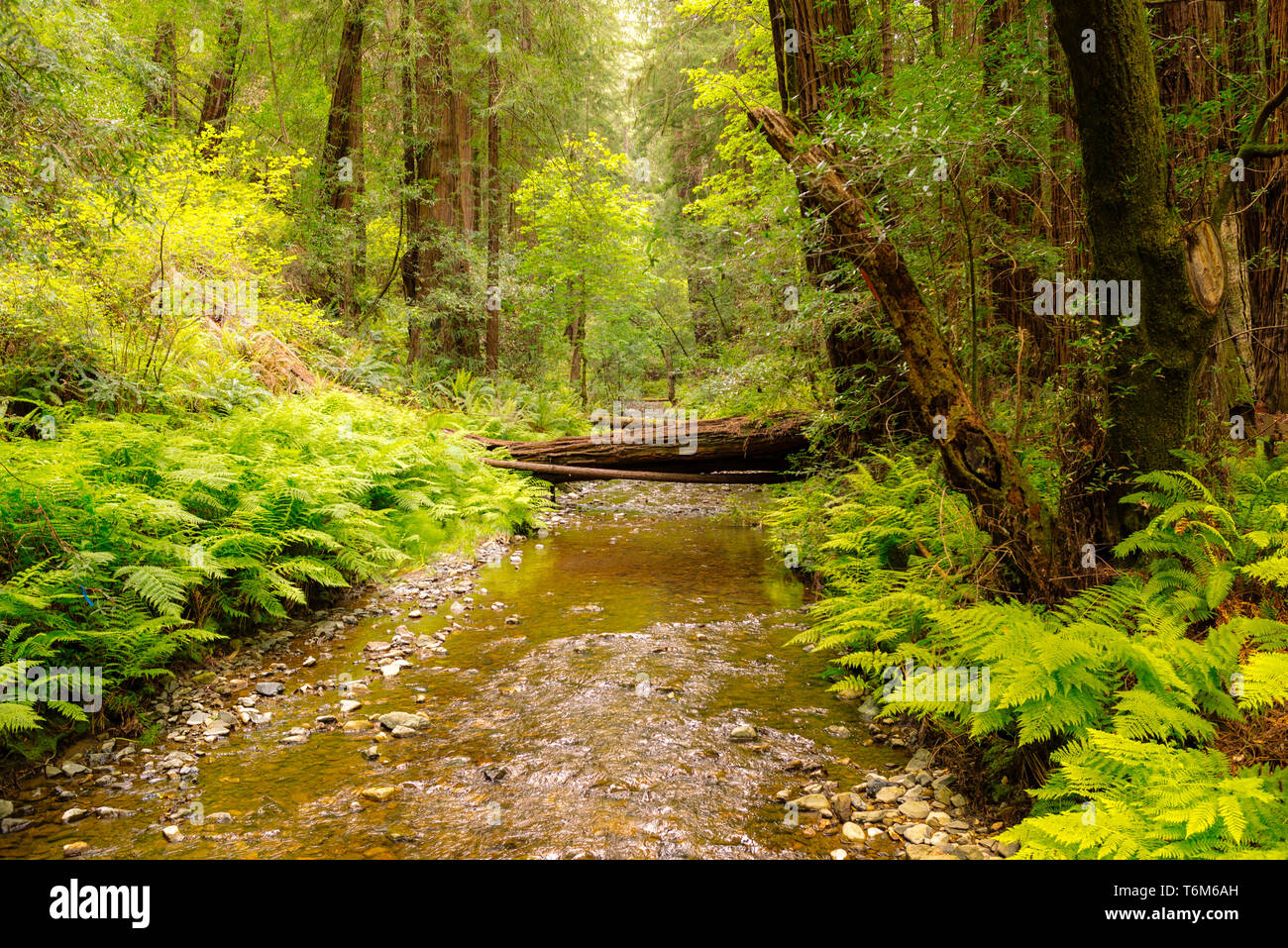 Muir Woods, National Park, California, EUA Stock Photo Alamy