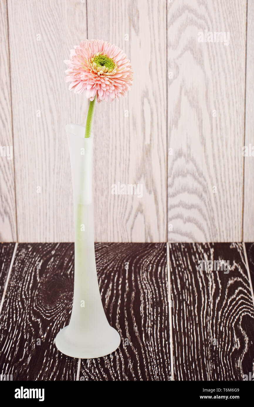 Pink Gerbera Daisy In Vase Stock Photo Alamy