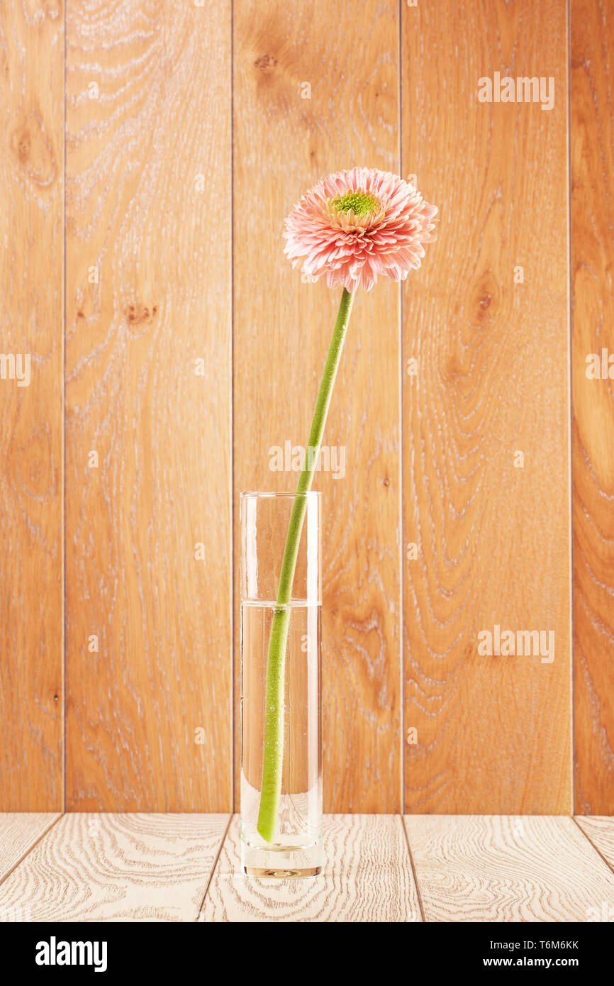 Pink Gerbera Daisy In Vase Stock Photo Alamy