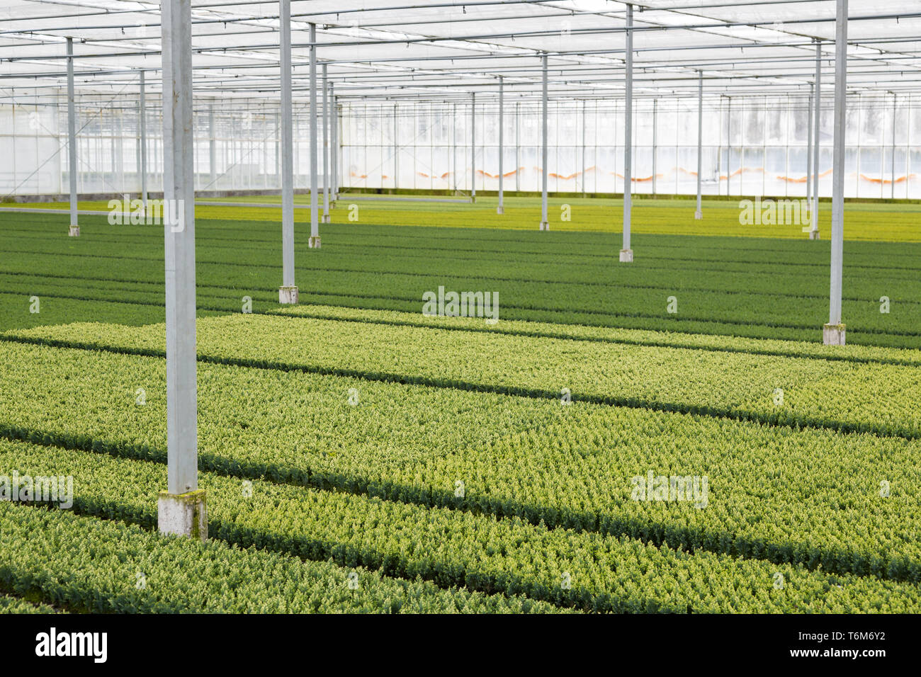 Cultivation of cupressus in a Dutch greenhouse Stock Photo