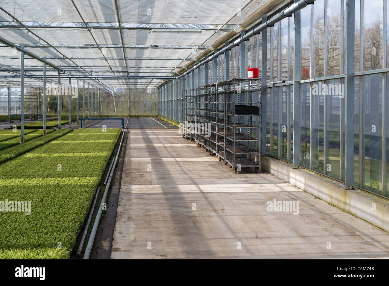 Cultivation of cupressus in a Dutch greenhouse Stock Photo
