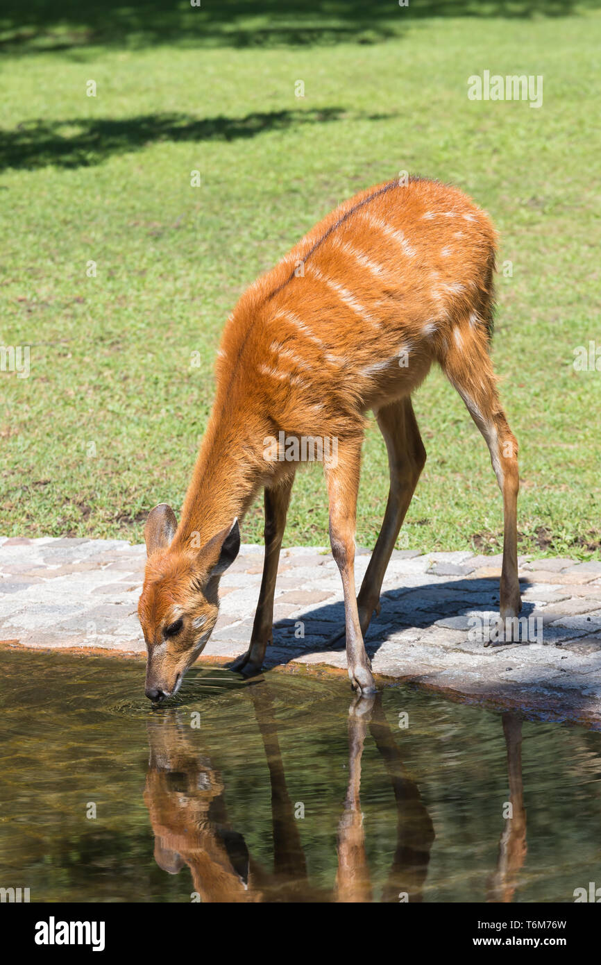 Deer drinking from a pool in an animal park Stock Photo