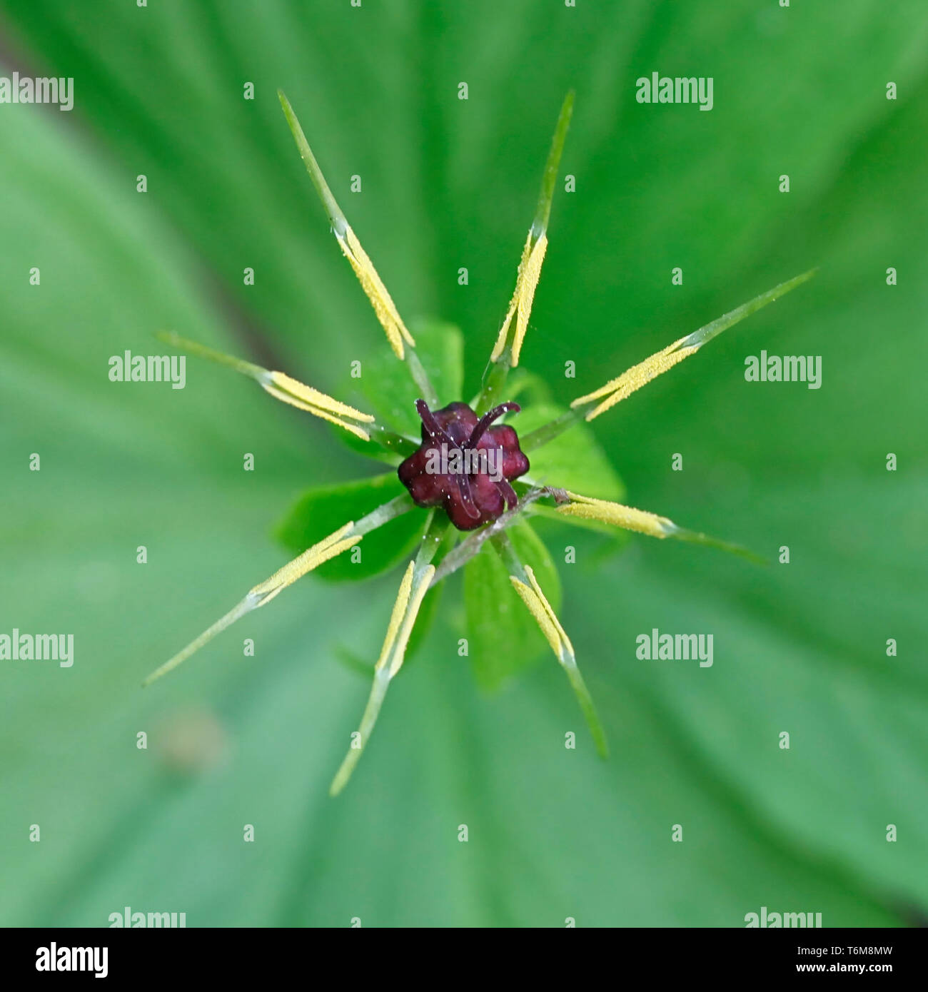 Paris quadrifolia, the herb-paris or true lover's knot, a traditional medicinal plant Stock Photo