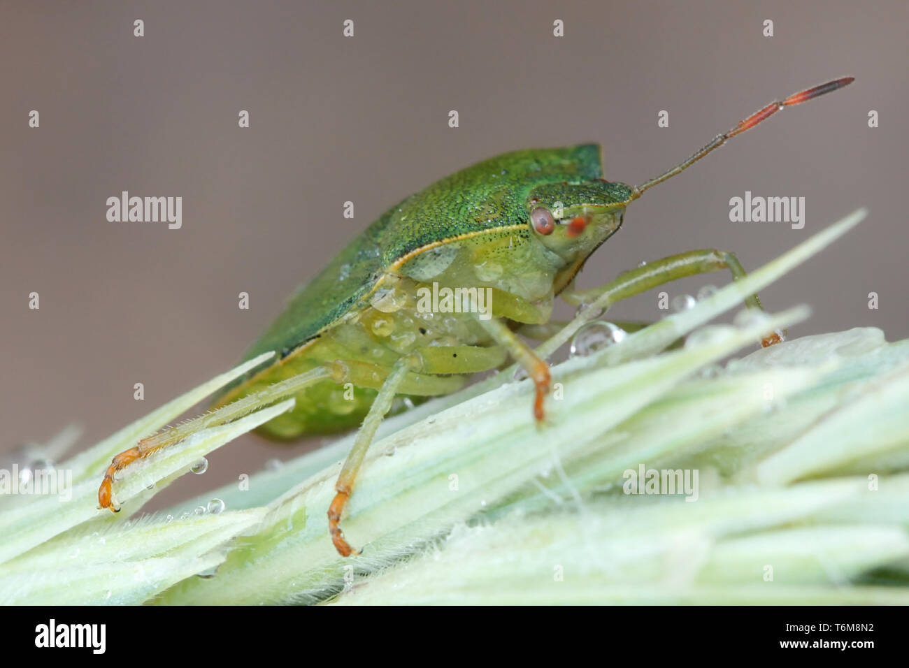 Green shield bug, or stink bug, Palomena prasina Stock Photo